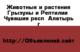 Животные и растения Грызуны и Рептилии. Чувашия респ.,Алатырь г.